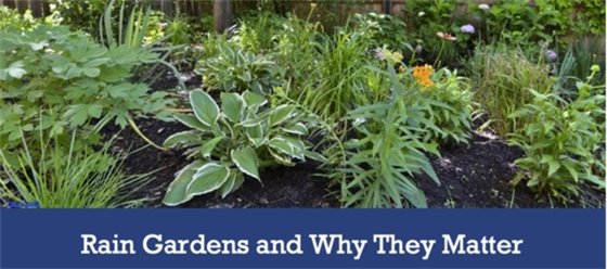 Photo pf green plants and words explaining the Rain Gardens Presentation