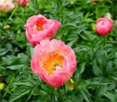 Photograph of pink peonies 